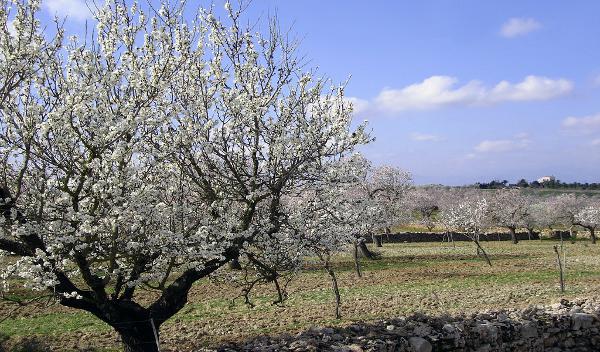 die Mandelblüte entdecken