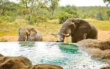 Pool der Motswari Lodge