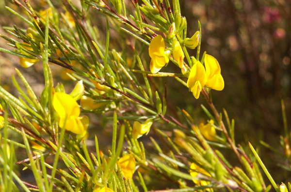 Rooibos in der Nähe von Clanwilliam vor der Ernte