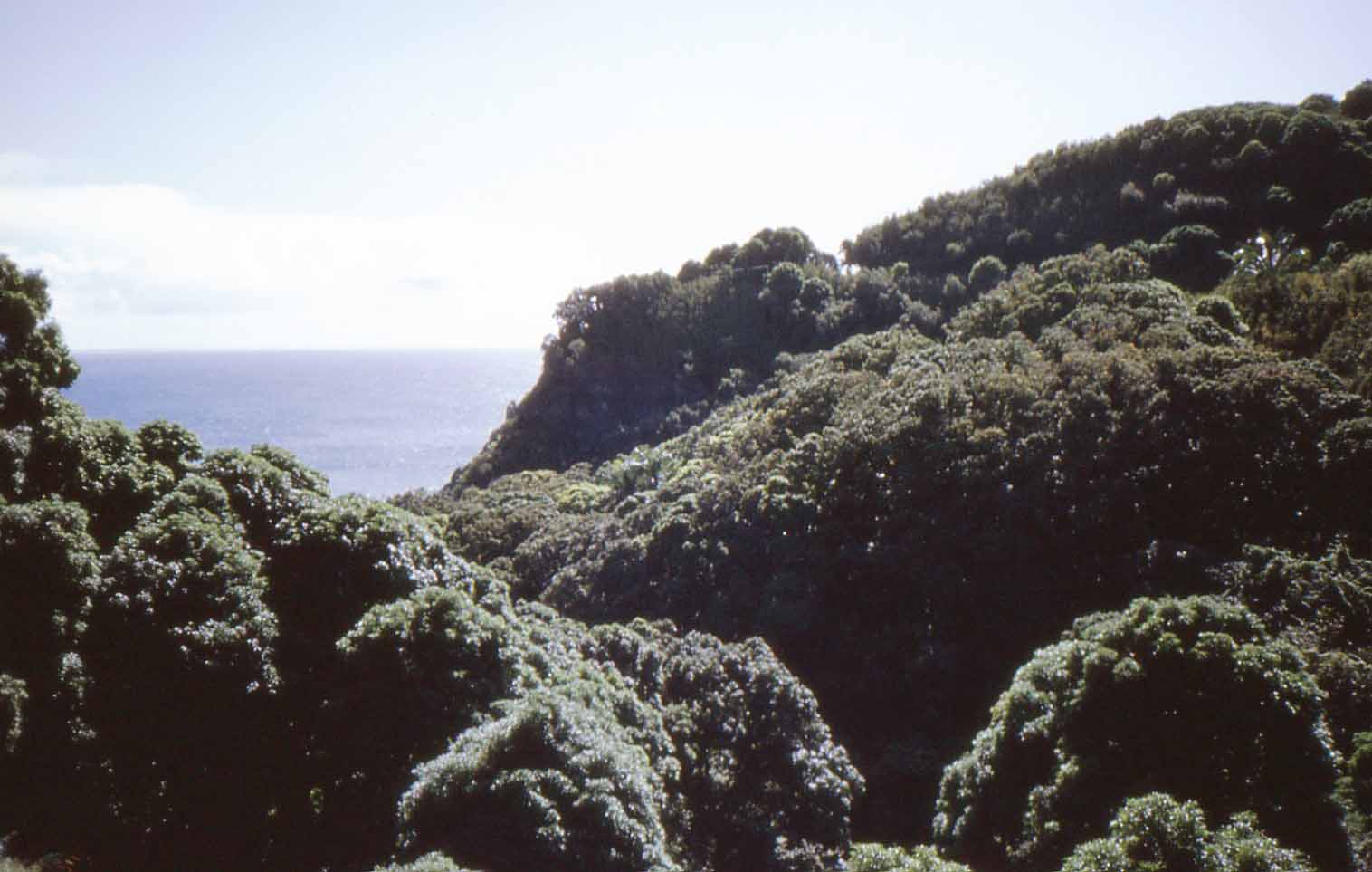 Brokkoli: Die Regenwälder an der Road to Hana