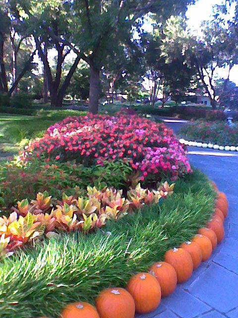 Blumen im Dallas Arboretum