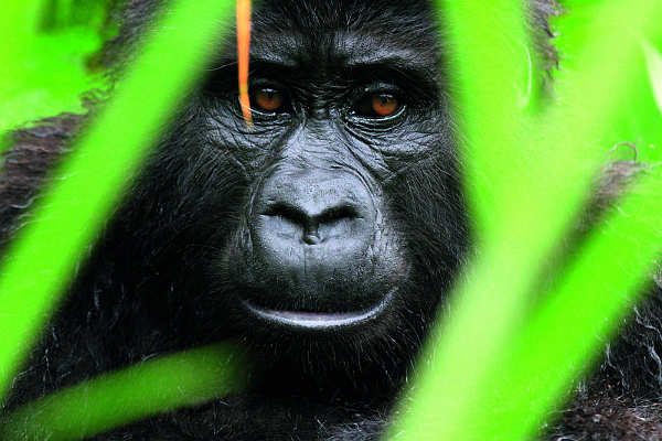 Gorilla in Uganda